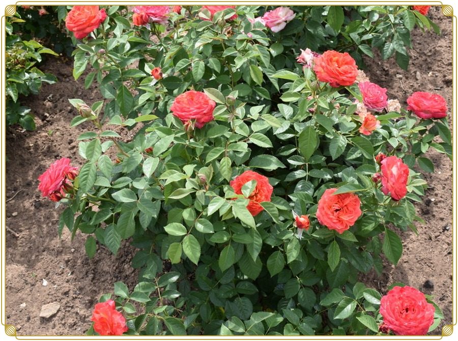 Feurio róża wielkokwiatowa